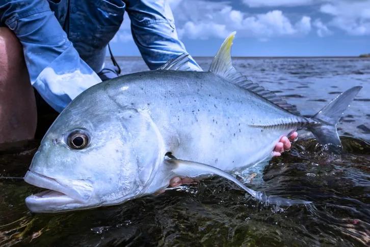 Full Day Game Fishing – Private Boat From Havelock image 3