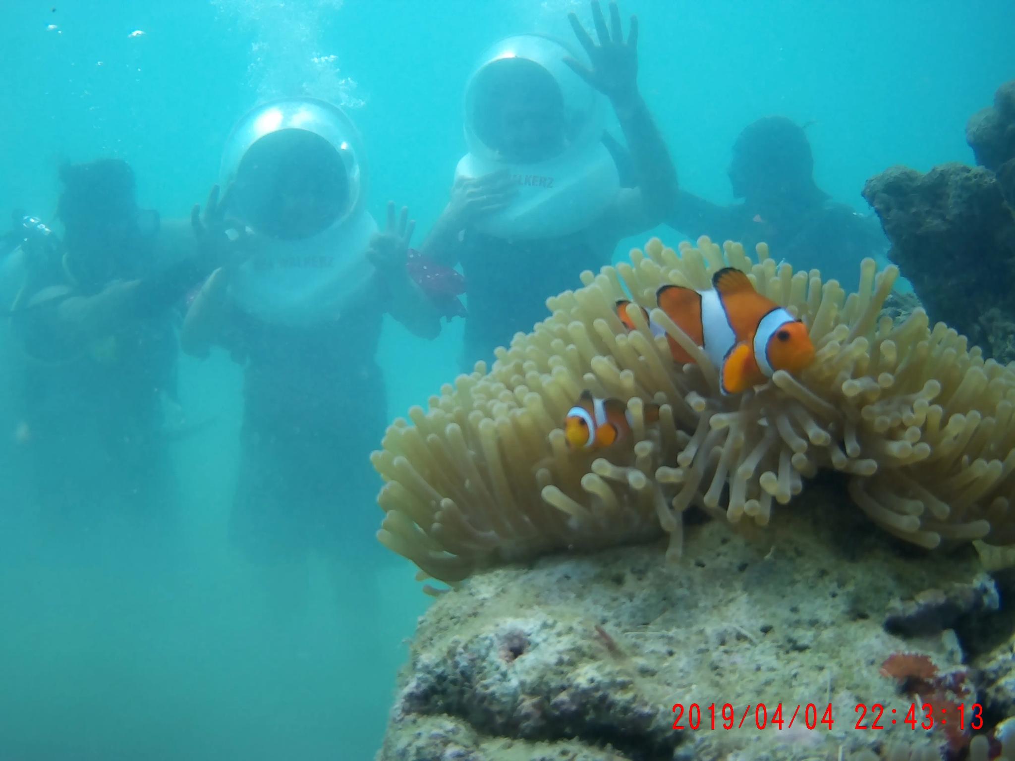 Sea Walk At Elephant Beach - Image 1